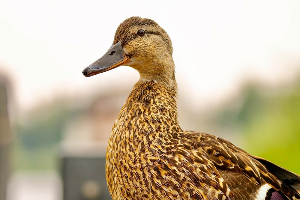 experience-farm-duck-stock
